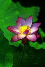 Heavenly Lotus Magnesium Transdermal Cell Mist by Longhairs® Hairgasm® - Image #3